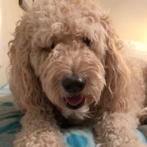 Meet your Posher, Allix